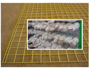 蘑 菇 網(wǎng) 片